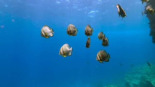 A large school of batfish swimming together over a vibrant coral reef in Ras Mohammed National Park, Red Sea,