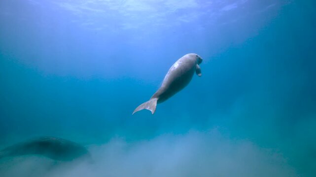 Wild dugong swimming peacefully underwater in the Red Sea, Egypt. Close-up footage of this endangered marine mammal feeding and moving gracefully over a shallow seagrass habitat. Natural behavior, cle
