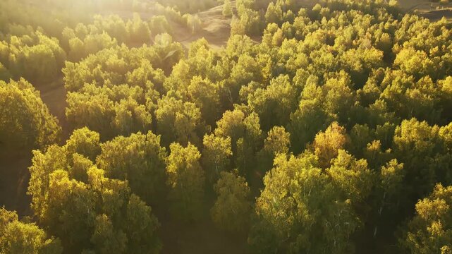 Yellow autumn trees in the mountains at sunset. Aerial view. Beautiful autumn landscape. Lens flare
