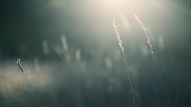 Wild grass in a forest at sunset. Plants swaying in the light wind. Shallow depth of field. Beautiful autumn nature background
