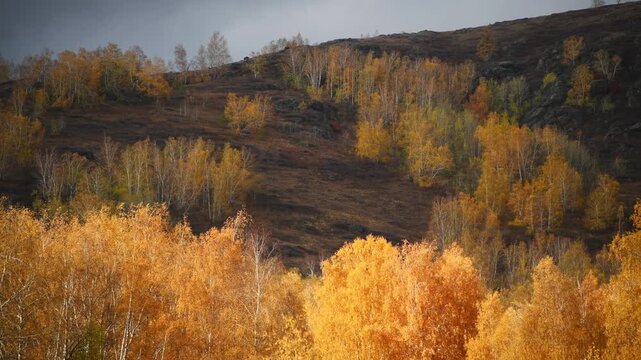 Yellow autumn trees in the mountains. Sunlight highlights the trees on the hill. Beautiful autumn landscape
