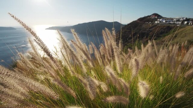 Beautiful sunset at Santorini island, Greece. Green plants swaying in the light wind. View of the island. Travel and summer vacation concept. 

