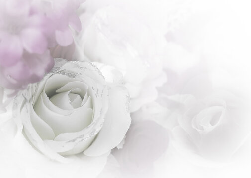Soft focus close up of elegant white rose with silver glitter and pastel purple flowers background.