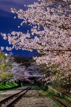 Old Railway Track Under Cherry Blossom Tunnel, Keage Incline, Kyoto