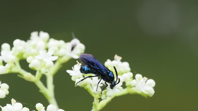 オトコエシの蜜を吸うルリチュウレンジ