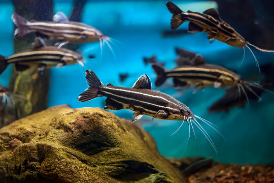 Welse in einem Aquarium