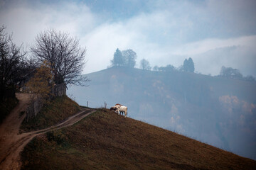Obraz premium Foggy rural autumn landscape in mountains