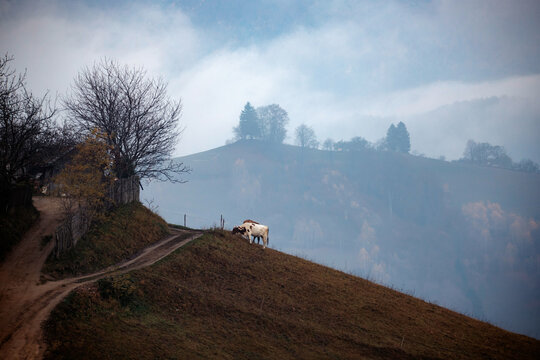 Foggy rural autumn landscape in mountains