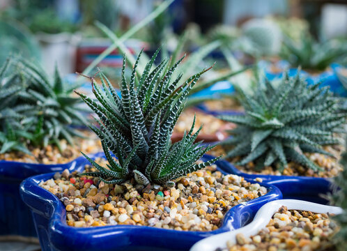 Close up of Haworthia fasciata zebra plant succulent in blue star-shaped ceramic pot.
