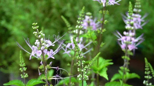 Cat's Whiskers flower is an ornamental herb popular in landscaping. In Thailand, it is used as a herbal remedy for kidney stones and as a diuretic.
