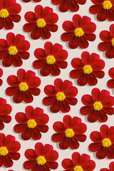 Obraz premium Red dahlia flowers with yellow centers, abstract minimal style celebrate pattern from bright summer blossoms on light beige background. Botanical designs, floral backgrounds, fabric or paper prints.