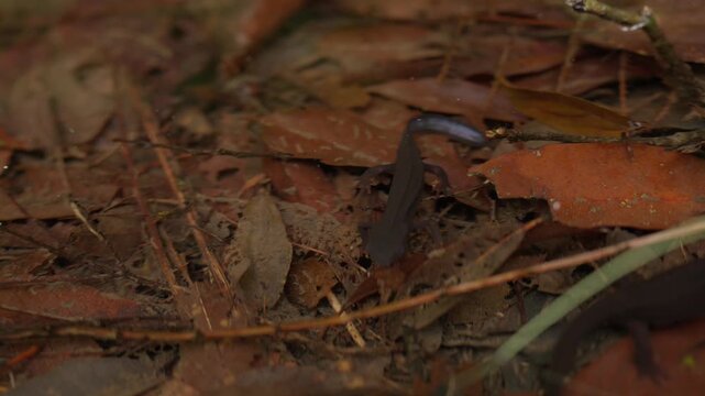 青みを帯びた尾が印象的なアマミシリケンイモリ