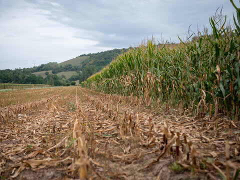 Partially harvested corn field with rows of cut maize stubble beside standing mature corn, showing agricultural harvest progress, crop residue and rural farmland in autumn.
