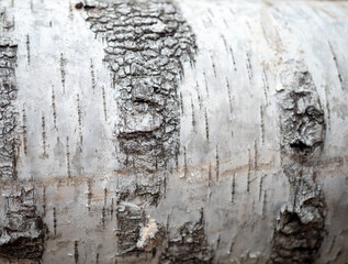 Macro close-up of distinctive white birch bark with dark rough patches and natural peeling texture,...