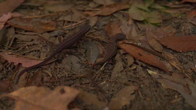 落ち葉に覆われた水面下にいるアマミシリケンイモリ