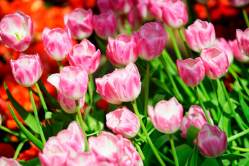 Obraz premium Pink Tulip Flowers in Bloom with Green Stems and Foliage in a Garden Setting