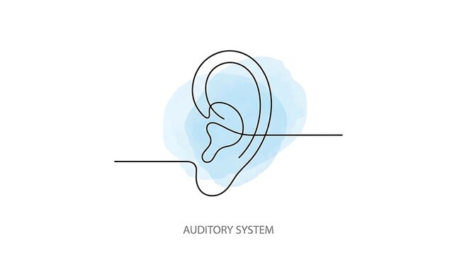 Minimalist continuous line art of human ear and auditory system diagram with soft blue watercolor highlight auditory minimalist