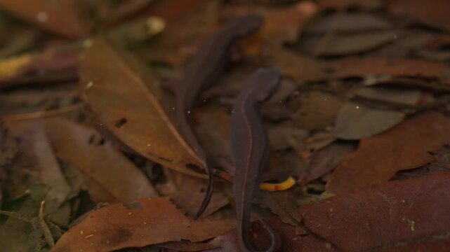 落ち葉に覆われた水面下にいるアマミシリケンイモリ