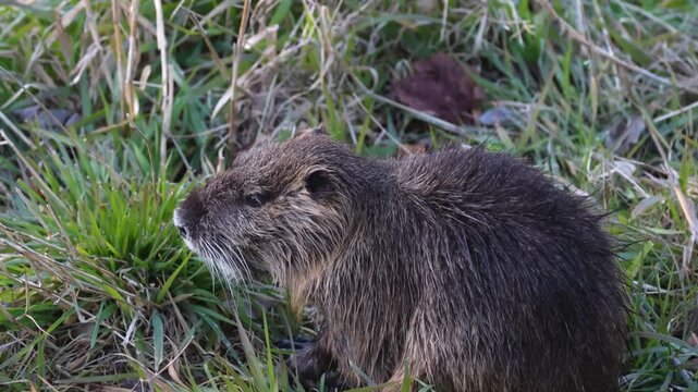 Small nutria rodent nibbling grass in shallow water with its front paws.