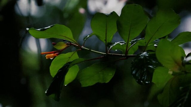 Orange firebush flower bud and wet green leaves dripping with rain droplets closeup
