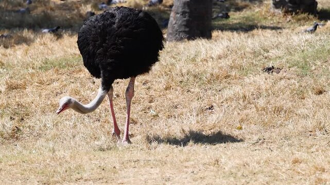 Male ostrich grazing on dry grass during sunny day in wildlife park setting.
