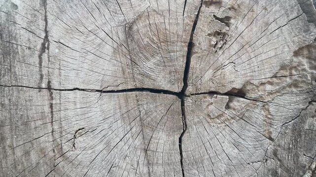 Processed collage of cracked wooden log surface texture. Background for banner, backdrop or texture for 3D mapping. Top view, high angle, above. Black, dark. White. backgrounds. Copy space. side, 