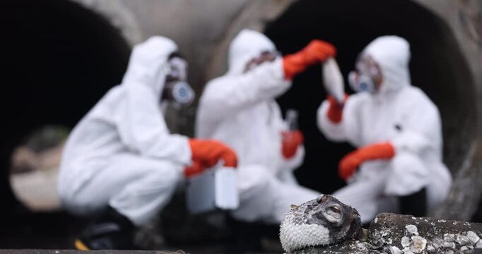 Dead fish in the foreground as an environmental inspection team in protective suits examines samples near large drainage pipes.