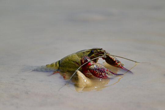 Louisianakrebs, Roter Amerikanischer Sumpfkrebs // red swamp crayfish, Louisiana crawfish (Procambarus clarkii) - Castiliadetierra, Spanien
