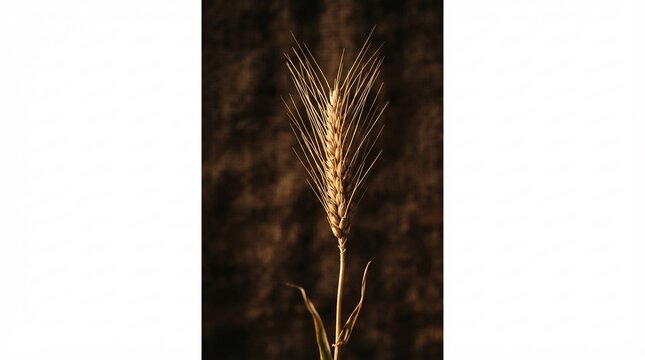 Single stalk of rye with seed head isolated against a dark brown background