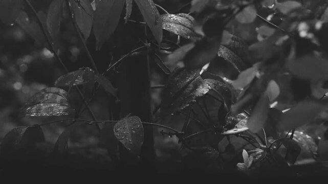 Black and white wet leaves covered with raindrops during monsoon rain closeup