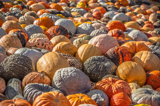 Abundant harvest of colorful heirloom pumpkins and gourds displayed for the autumn season