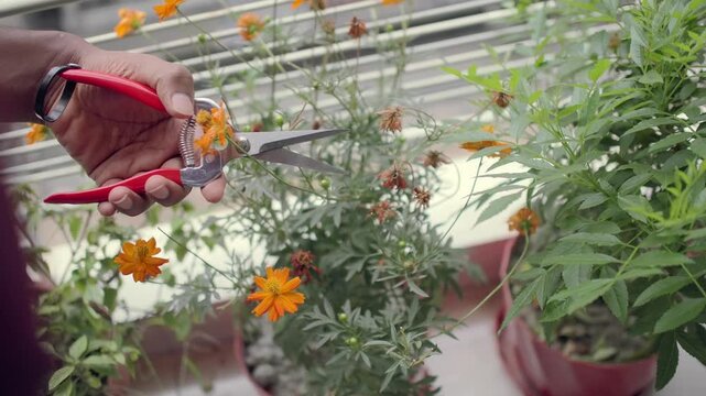 Gardening activity with pruning flowers at home in a sunny area