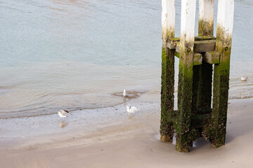 Wooden pier support covered in green moss stands on sandy beach with calm water, seagulls walking along the shore near the base of the structure © Yahor