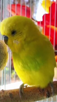 A cute yellow budgie parrot sitting on a branch inside a cage