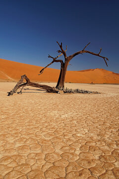Dead trees in Hidden Vlei in the Namib desert