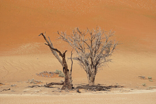 Dead trees in Hidden Vlei in the Namib desert