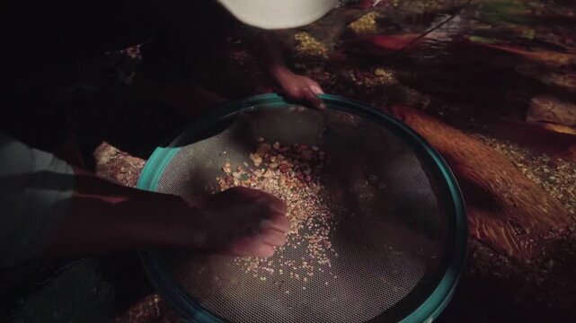 Slow motion detail of a farmer's hands washing freshly harvested Cerrado saffron in a sieve, cleaning the rhizomes for production