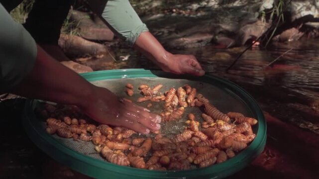 Farmer's hands washing freshly harvested turmeric roots, also known as Cerrado saffron, in a sieve using clean river water