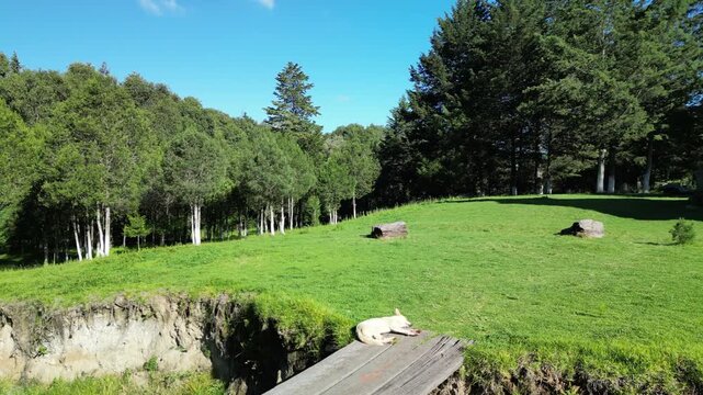 Aerial drone view of dog resting on a wooden footbridge over a grassy ravine bordered by pine forest in Michoacan, central Mexico