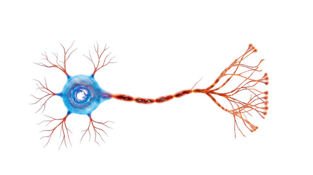 Detailed 3d render of a human nerve cell structure