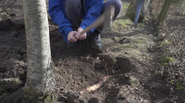 A man is chopping through tree roots with an axe at close range. Chopping roots with an axe during gardening work