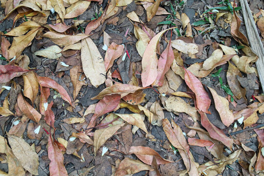 Dry leaves on the forest floor.