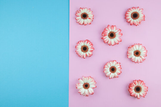 Flat Lay of Scattered Gerbera Flowers on Pastel Pink and Blue Background With Copy Space