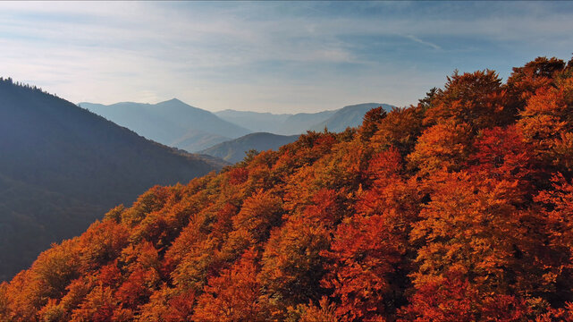 Lush autumnal forest covering mountain slope with vibrant orange and red foliage