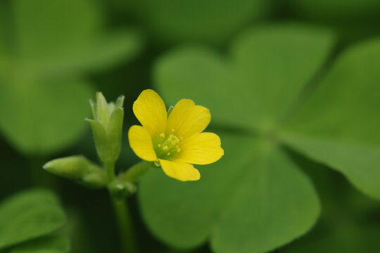 緑の葉の中に咲く黄色いカタバミの花と蕾