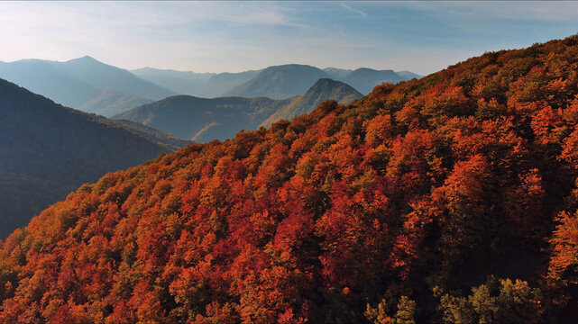 Lush autumnal forest covering mountain slope with vibrant orange and red foliage