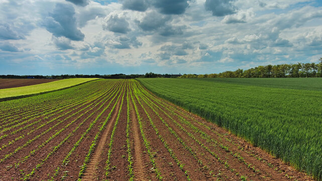 Green agricultural fields with young crop rows
