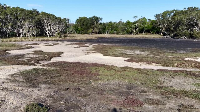 Wetland Salt Marsh and Coastal Forest Shrubland Landscape