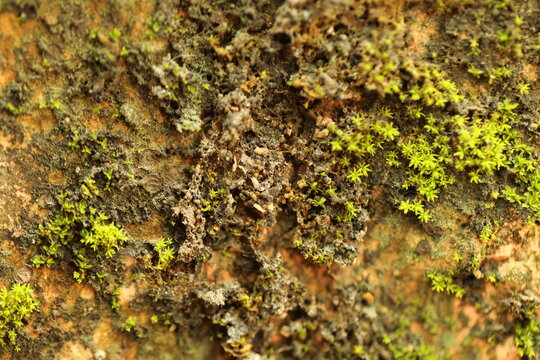 Moss on Wall Macro shot
