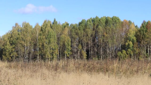 A field in a forest in Northeastern Europe on a sunny day in mid-September.
